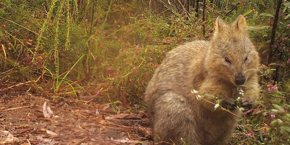mainland_quokka 860 x 480